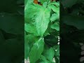 ଇନ୍ସୁଲିନ ଗଛ ବହୁତ ଉପକାରୀ #insulinplant #nirupamavlogs #shortvideo #viralshort