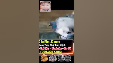 Loài cá miệng rộng chuyên săn chim bồ câu