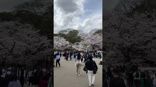 上野公園 桜祭り 2024年4月