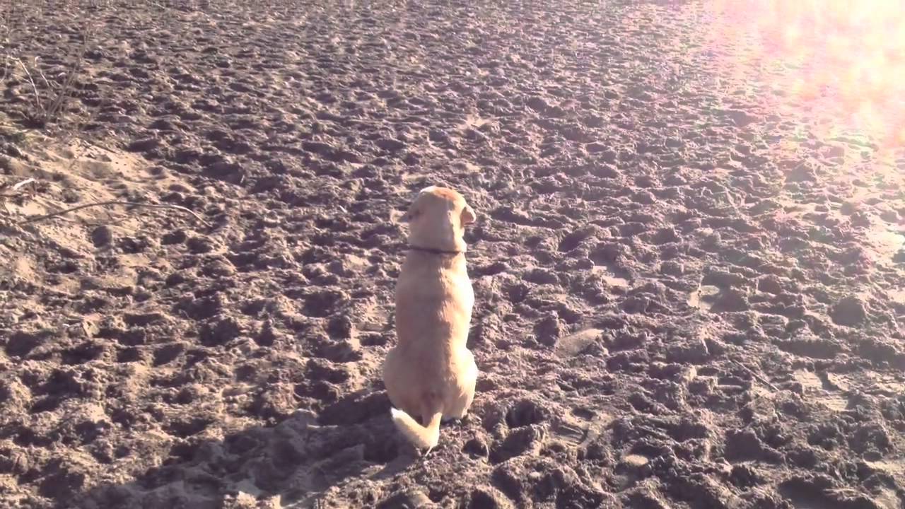 Toronto's Best Dog Park Cherry Beach! YouTube