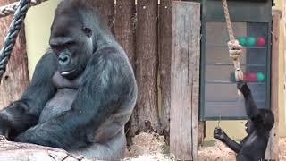 Gorilla Mädchen Tilla mit ihrer Mama und ihrem Papa im Zoo Berlin am 22 02