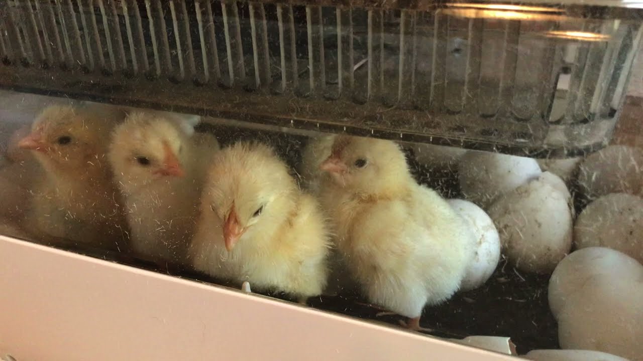 Chicks hatched using a Janoel Model 24 egg incubator