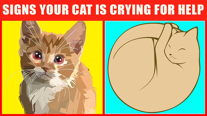 19 Warning Signs That Your Cat Is Begging For Help