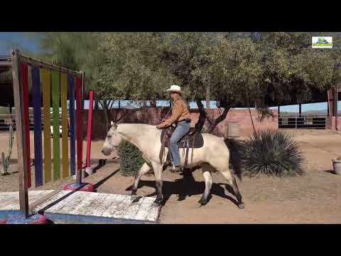 Missouri Foxtrotter Mare -Yankee´s American Honey V.S Perfect Trail Horse