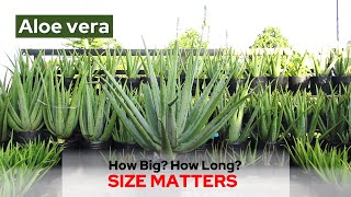 What Is The Typical Size of The Aloe Vera Plant