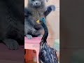 Sigma Cat Stayed Quiet… Troll Face Regretted It 💀 | Cold Meme Edit