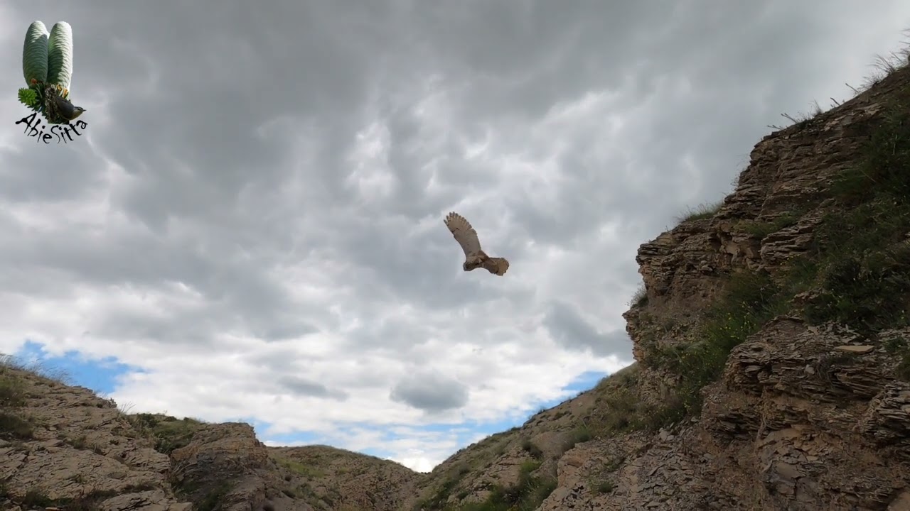 Grand duc ascalaphe - Bubo ascalaphus - Algérie