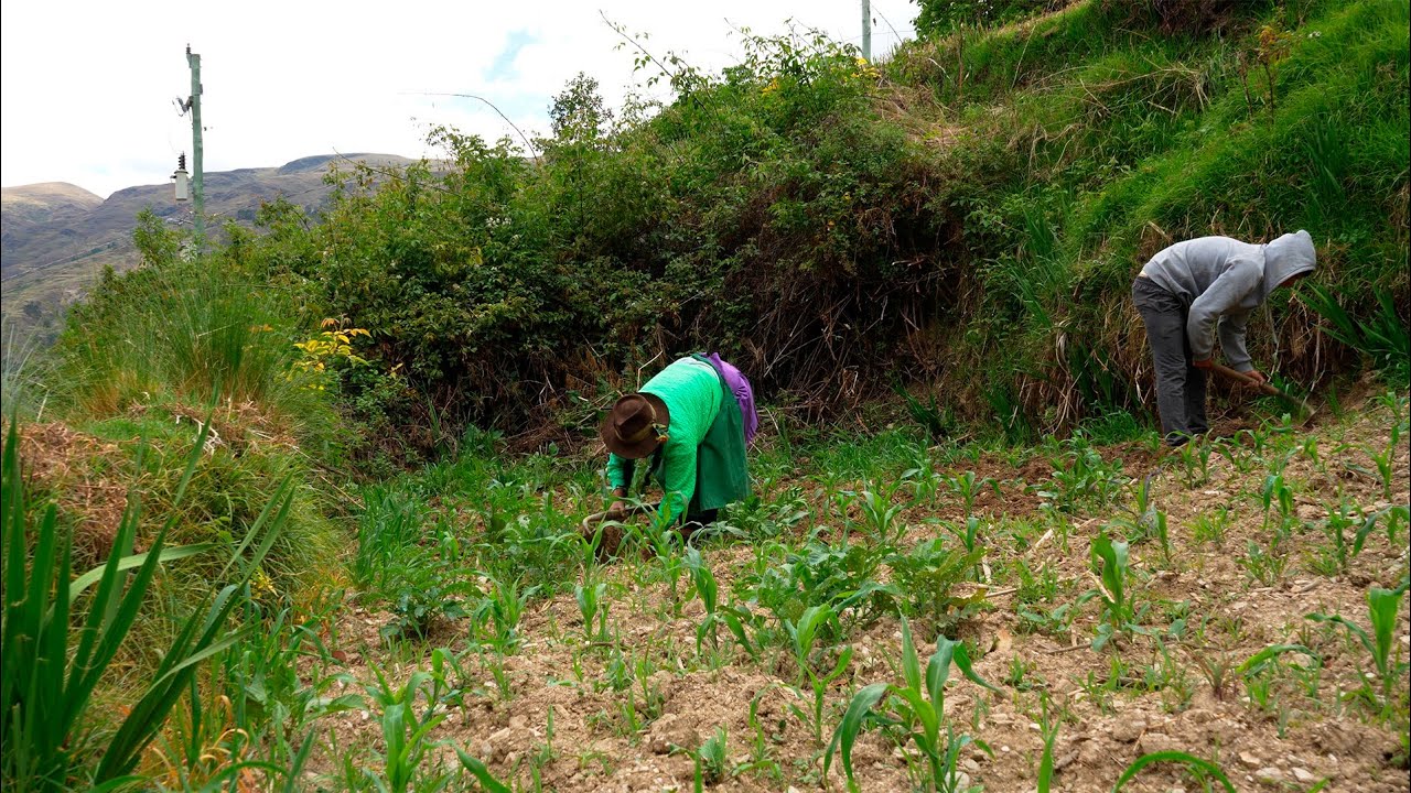 Un día con mamá en el campo: Así es la vida en la sierra⛰️.(WILSON ERBAS)