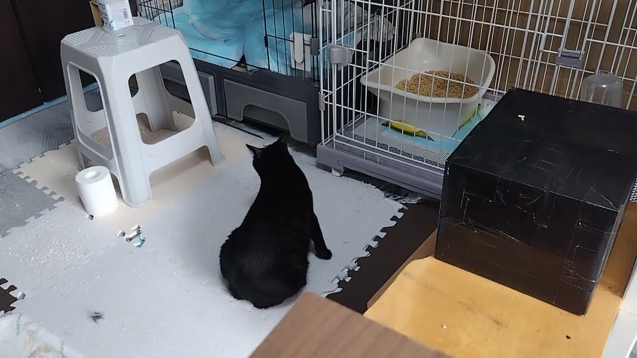 2026年09月05日 キジ猫「なつ」、黒猫「はな」 - YouTube