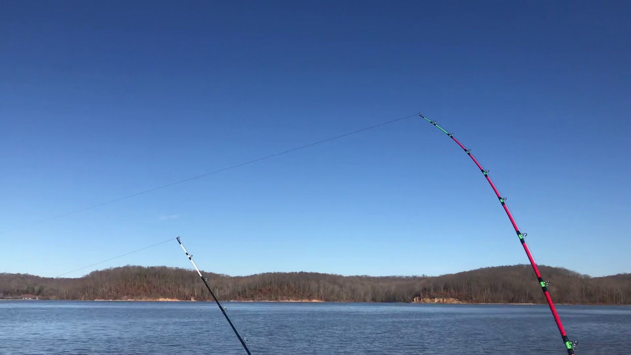 Kentucky Lake Catfish YouTube