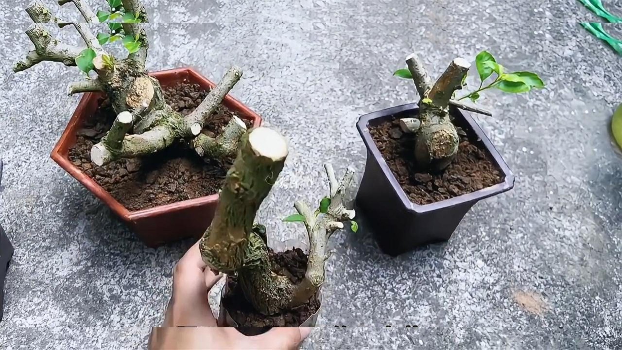 三角梅造型桿扦插續集！終於冒芽，失敗教訓全公開