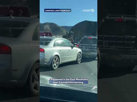 State police capture horse running on I-40 near Albuquerque #caughtoncamera #horse #police