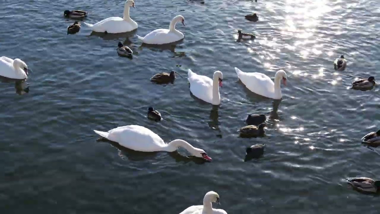 2026 02  Strömmen i Stockholm idag.