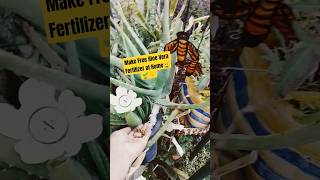 Make Free Aloe Vera Fertilizer at Home#shortvideo#aloevera #gardening#fertilizer#skincare#how#viral
