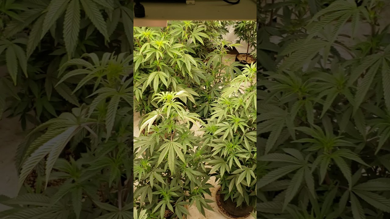 2021 indoor grow gush mintz