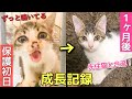 家の周りでずっと鳴いてたノラ子猫を保護しました!【1ヶ月の成長記録】