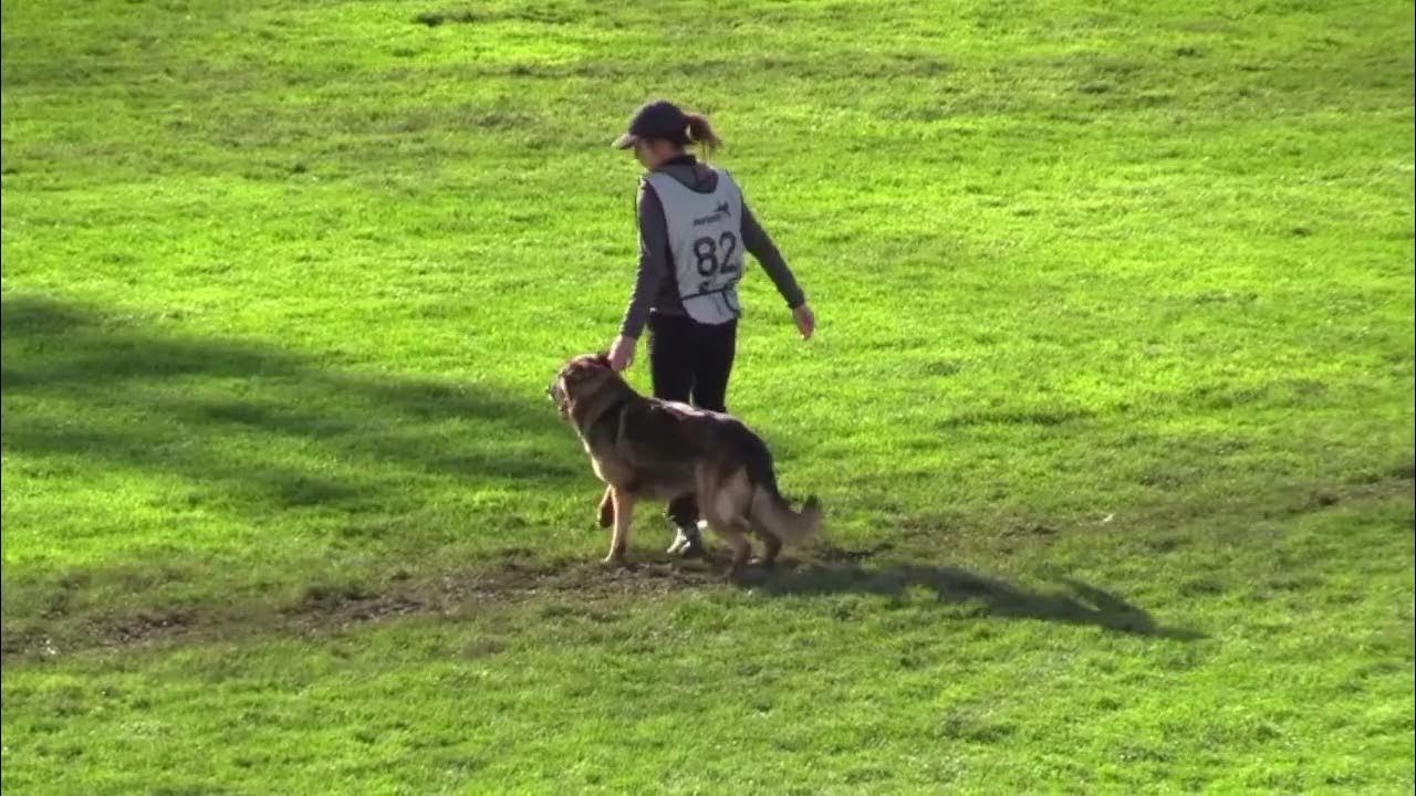 IGP3 Protection 2022 Working Dog Championship YouTube