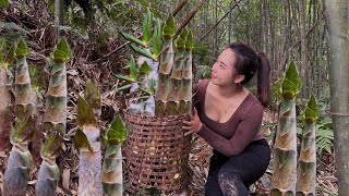 Harvesting Bamboo Shoots - How to preserve bamboo shoots for a long time. Make rolled bamboo shoots.
