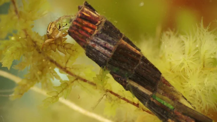 Flows to the Future Project