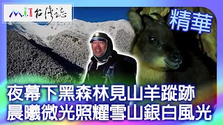夜幕下黑森林見山羊蹤跡 晨曦微光照耀雪山銀白風光｜苗栗縣泰安鄉 麥覺明【@ctvmit835集】