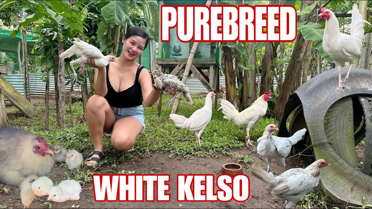 Marami na ang palahi kong Pure breed WHITE KELSO, pwede na kaya magbenta? 😮 Balik VLOG na ako :)