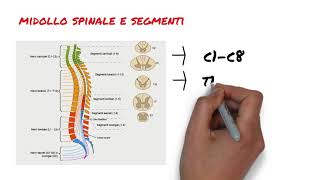 4.  Il midollo spinale 2 parte