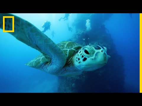 Videó: Hol élnek a teknősök?