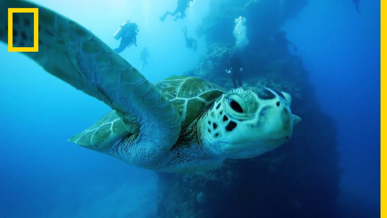 Teknős előtt fogyás után, Bébi Leopárd teknős gondozása a teknőstanyán a poliészter karcsúsító
