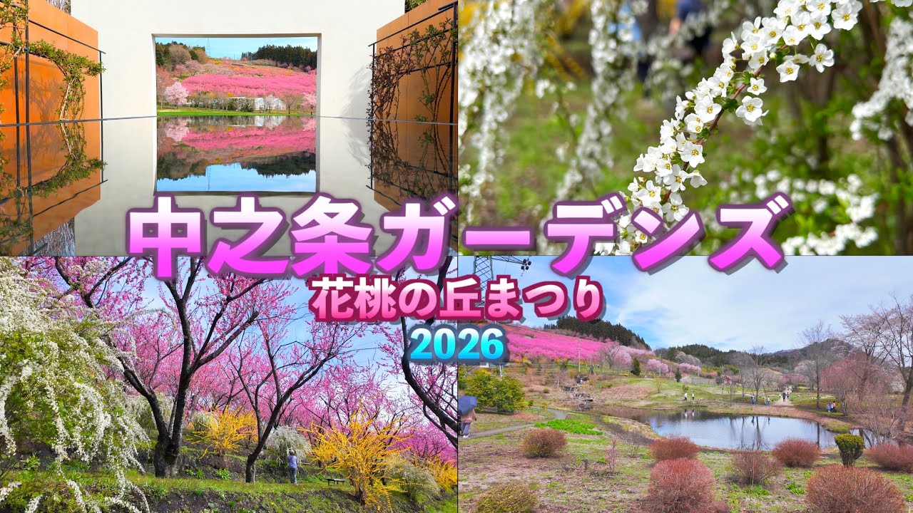 満開の花桃】【花桃の丘まつり2026.4】【中之条ガーデンズ】【群馬県