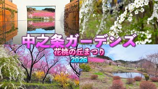 満開の花桃】【花桃の丘まつり2026.4】【中之条ガーデンズ】【群馬県