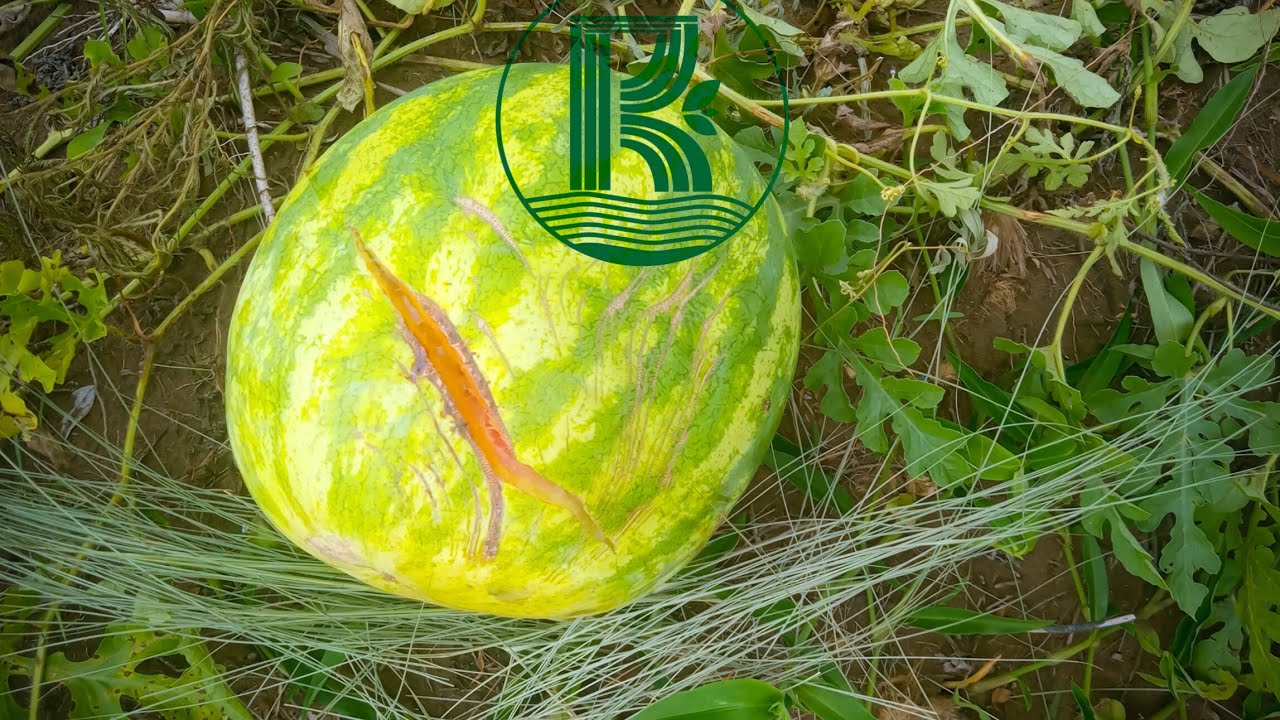 Tout sur l'eclatement des fruits de pastèque en champ