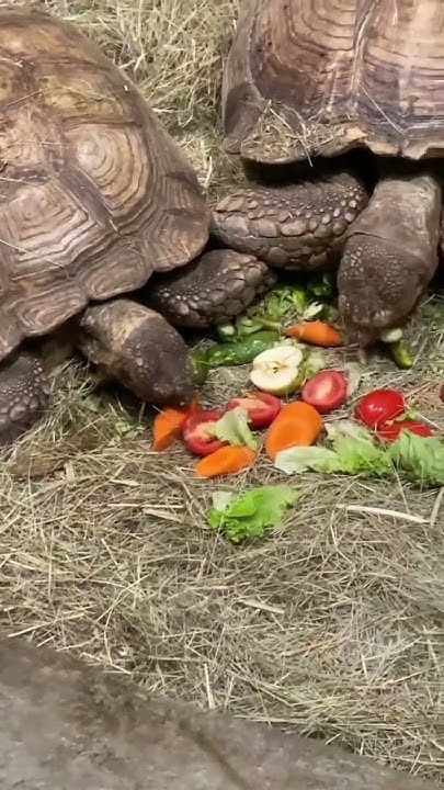 Океанариум в Воронеже😍 3-е место среди океанариумов России, полная ...