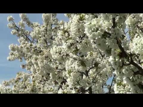 Video: Keď rozkvitne čerešňa