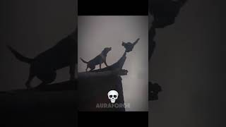 #😻#Ninjacat#like#viralvideo