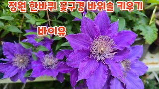 # 꽃구경 #바위솔 #스트렙토카르프스 #화초관리 정원 한바퀴