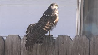 Famous The Sharp-Shinned Hawk - Feb 11, 2019 Profile