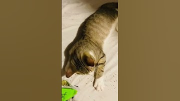 Cat tries catnip for the first time 🤣