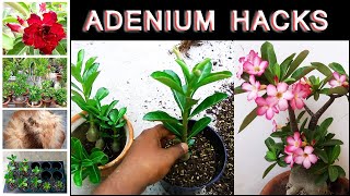 Adenium/Desert rose growing guide and care tips