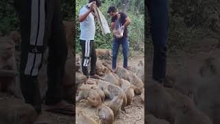 जय जय बजरंग बली 🚩🚩#monkey #reels #cute #trend #hanuman #shreeram #shree #prabhu