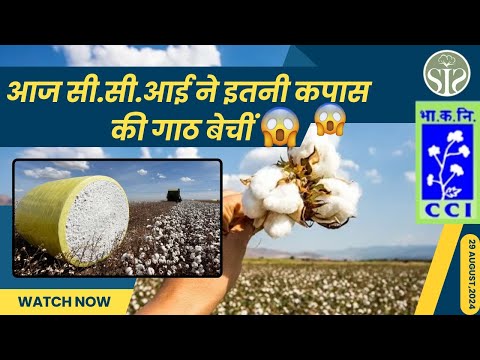 आज सी सी आई ने इतनी गाठ बेचीं😱 aaj ka kapas ka bajar😱 How many bales sold by CCI today #kapas #cci