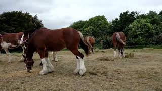 Clydesdale horses