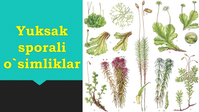 Qiz va jinsiy aloqa Osiyo porno 720