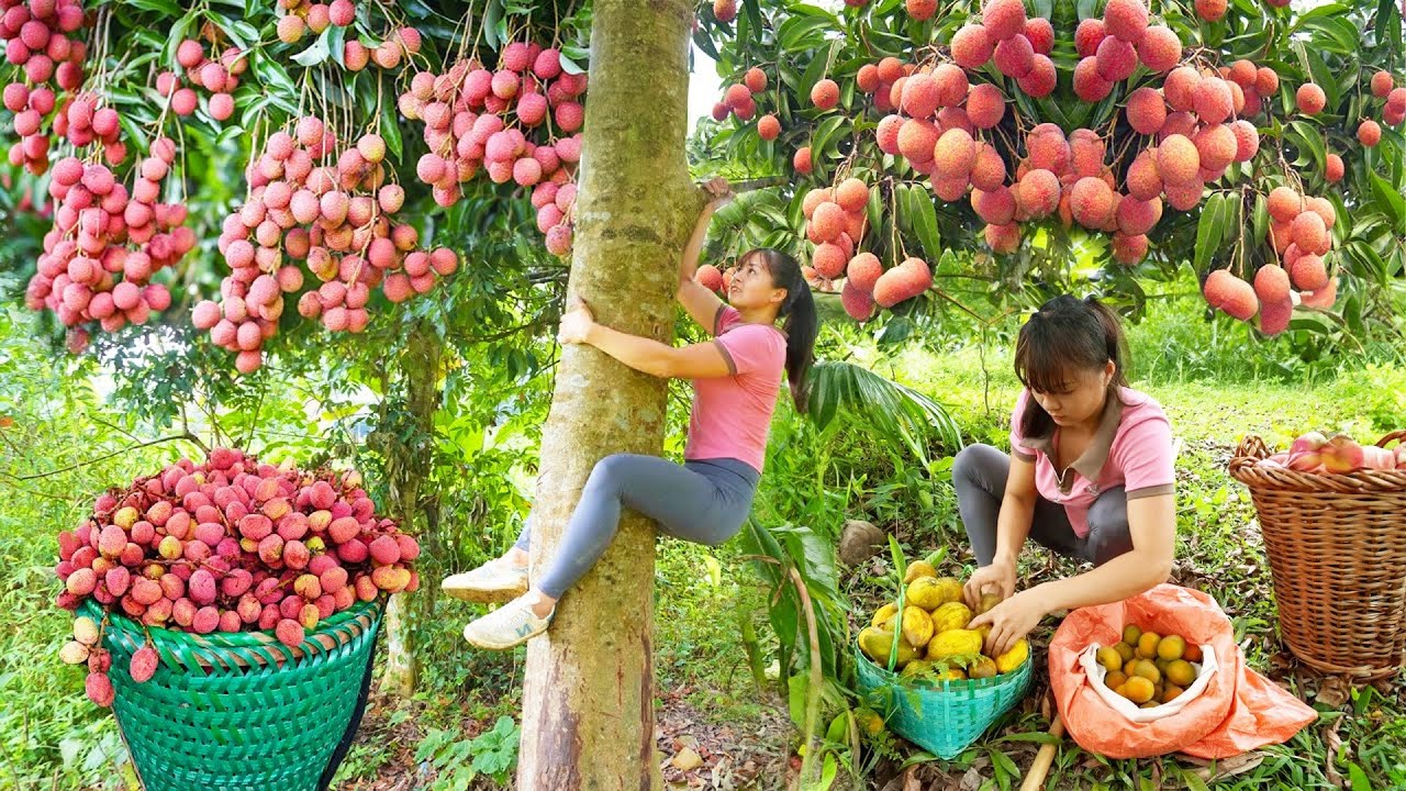 Harvesting Lychee & Chicken Eggs Fruit Goes To Market Sell - OFF GRID FARM | New Free Bushcraft