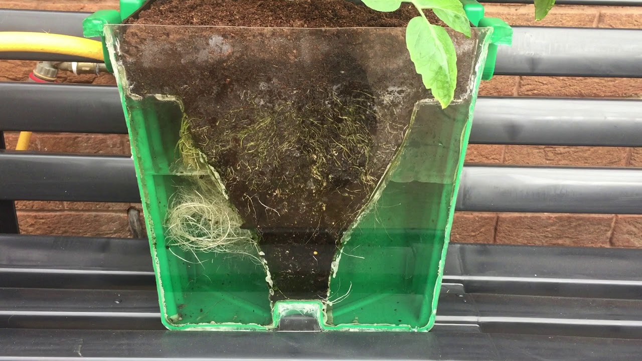 Cross-Cut Oasesbox Showing Root-growth