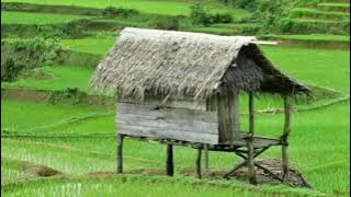 Musik Kecapi Suling dengan Panorama keindahan  Alam pedesaan