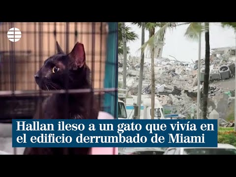 Vídeo: ¿Quién Mata Gatos En Inglaterra? - Vista Alternativa