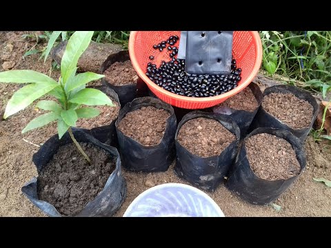Video Cách ươm bầu hạt mai mới thành công 100% - youtube