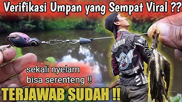 PEMBUKTIAN!!! Modifikasi Umpan Casting Ikan Gabus 2021 Dengan Menggunakan Soft Frog