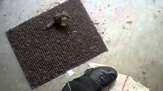 Chipmunk in your pocket.MOV