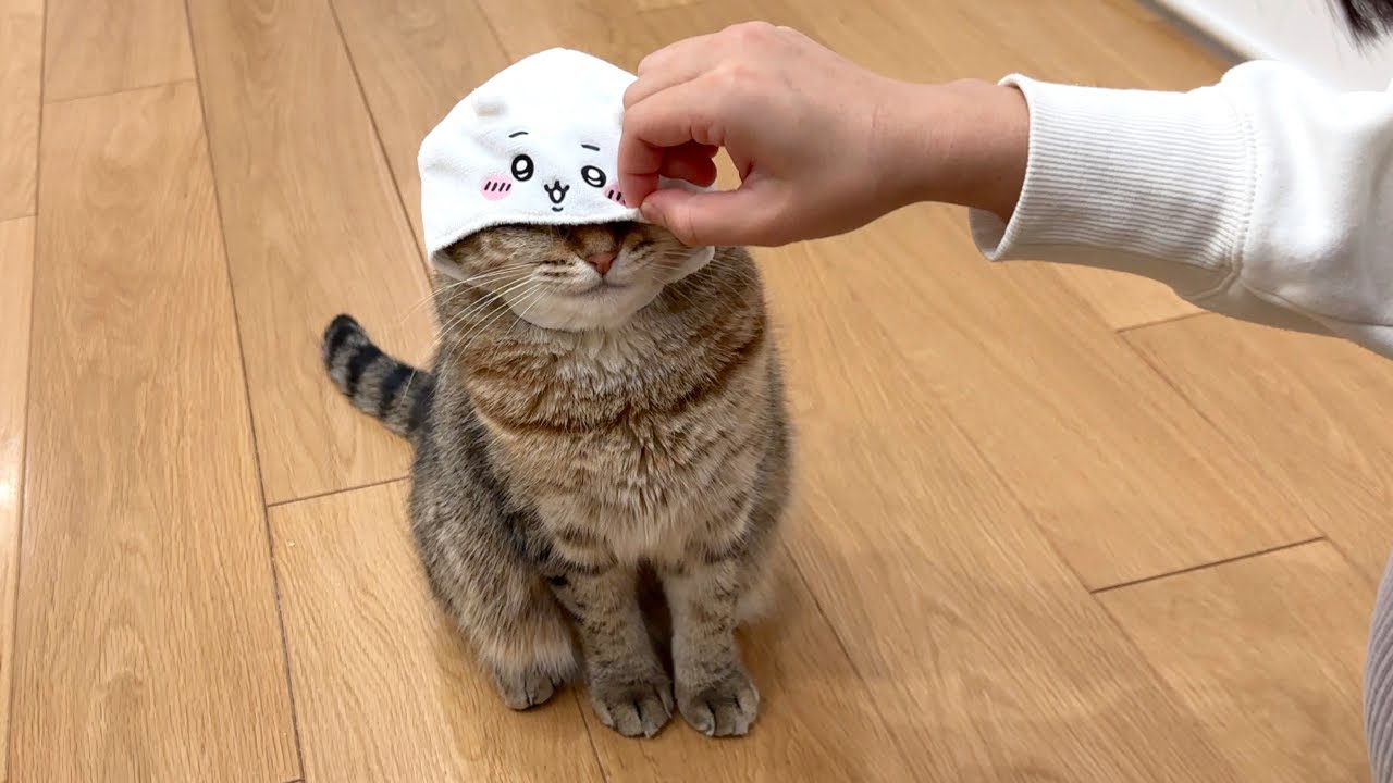 ちいかわ好きの妹に遊ばれて迷惑そうな猫…笑